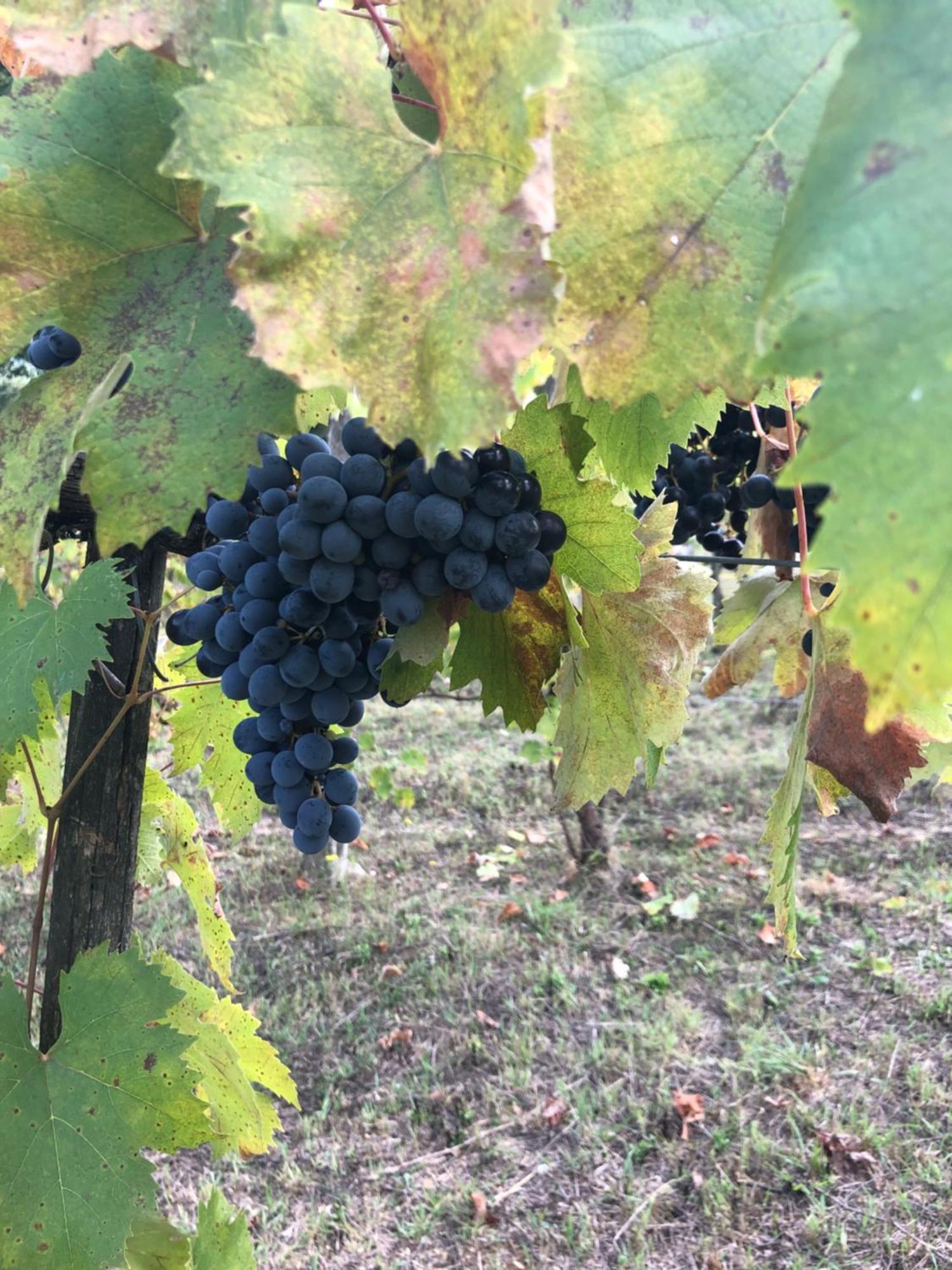 Agriturismo Beata Vanna ファブロ エクステリア 写真
